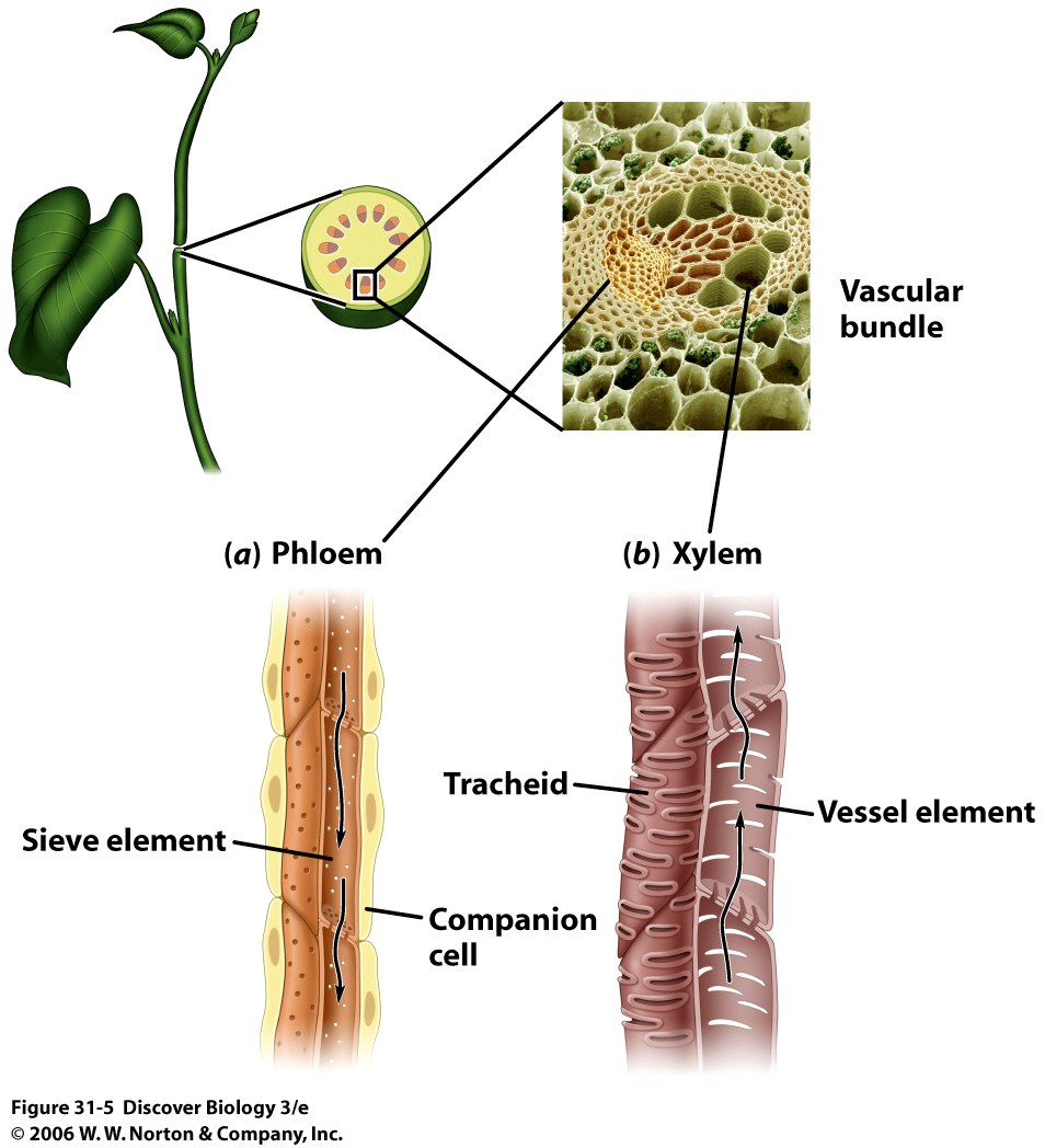 cross-sections-of-plants-stem-show-plant-vascular-tissue-under